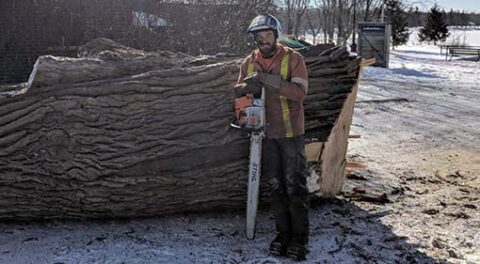 Armour Hill Tree Care photo 6