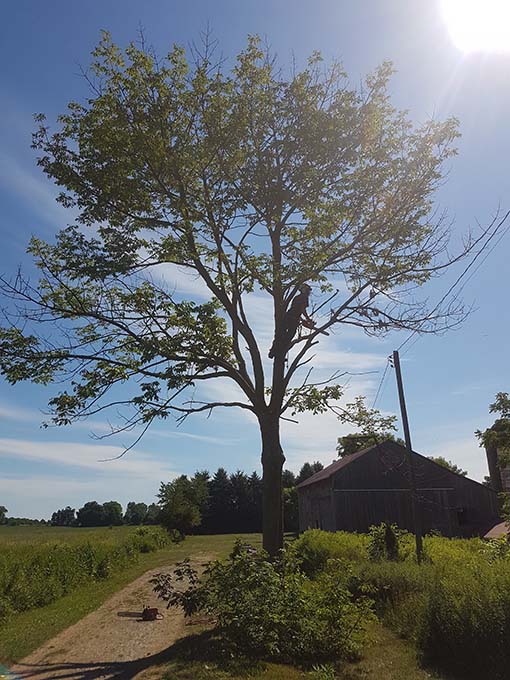healthy tree in the sun